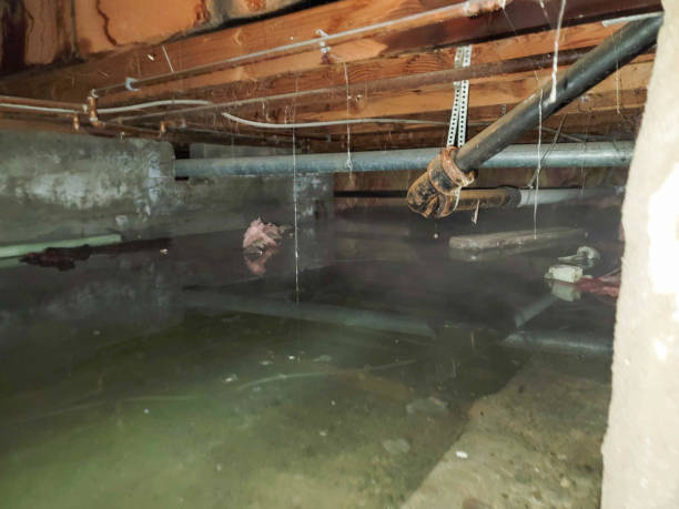 Best Water damage contractors near me  in Maryville, MO